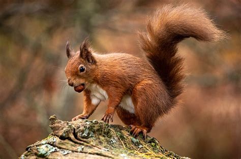 The Connection Between Squirrels and Acorns: A Look at their Essential Food Source